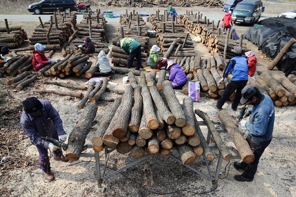 장흥군 유치면, 봄기운 타고 표고버섯 접종 ‘활기’