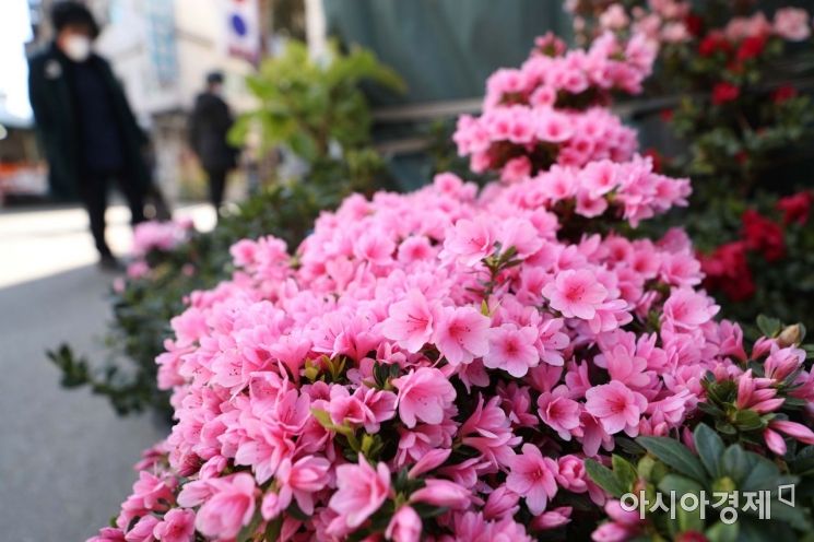 [포토]봄 향기 가득... 꽃 시장 나들이 