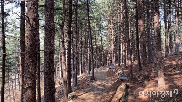 빼곡하게 들어선 낙엽송과 전나무, 단풍나무 사이로 나 있는 산책로는 최대한 숲을 보존하기 위한 노력에 힘입어 자연 그대로의 모습을 간직하고 있다. 사진 = 마예나 PD