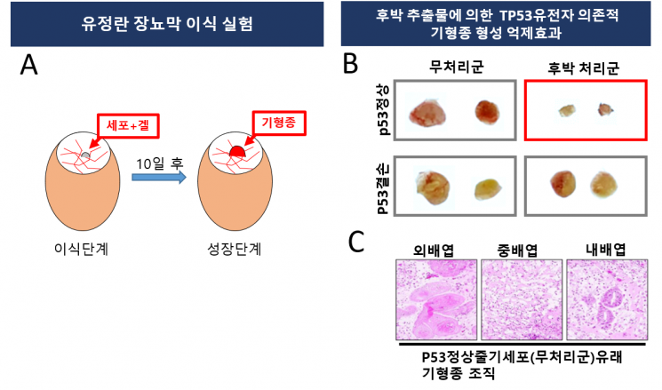 후박 추출물의 기형종 형성 억제 효과