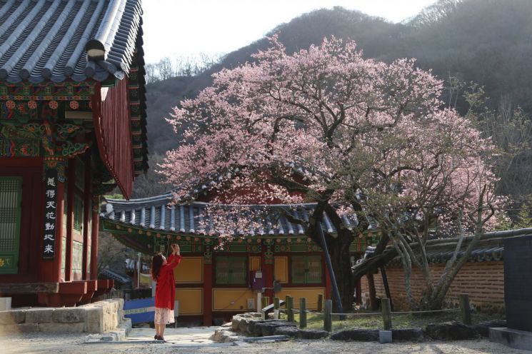 백양사 고불매 활짝…산사의 봄 정취 가득