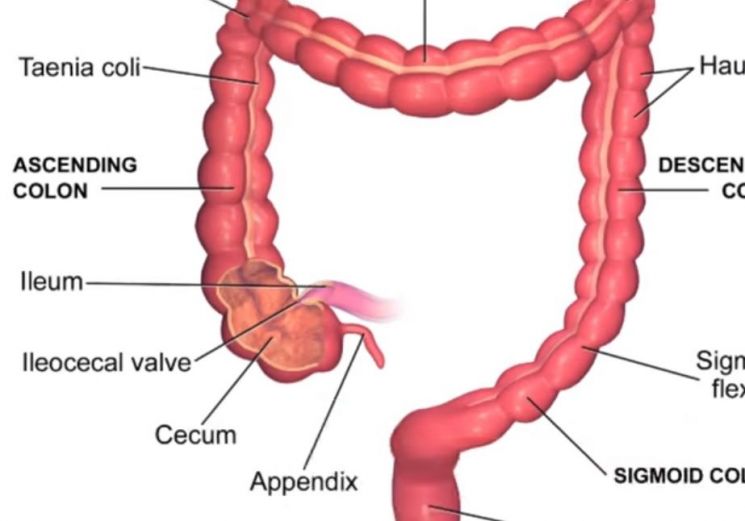 맹장 아래 달린 '충수(appendix)'는 흔적기관이지만, 인체에 꼭 필요한 기관이라는 주장도 적지 않습니다. [그림=유튜브 화면캡처]