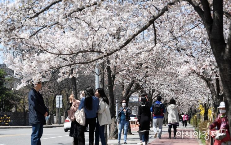 [포토] 여의도 벚꽃축제 취소, 통제 앞둔 벚꽃길