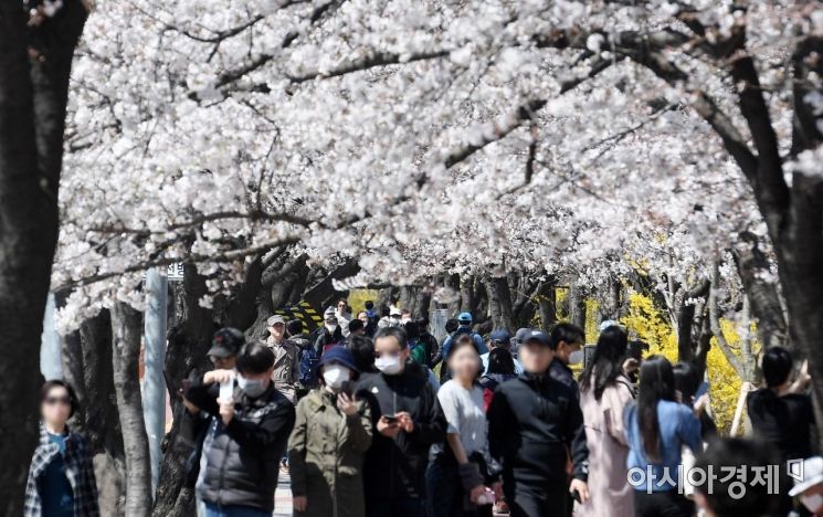 마스크를 쓴 시민들이 29일 서울 영등포구 여의서로 벚꽃길을 걷고 있다. 영등포구는 내달 1일부터 국회의사당 뒤편 여의서로 차도 통제하고, 내달 2일부터는 보행로를 전면 폐쇄한다고 밝혔다./김현민 기자 kimhyun81@