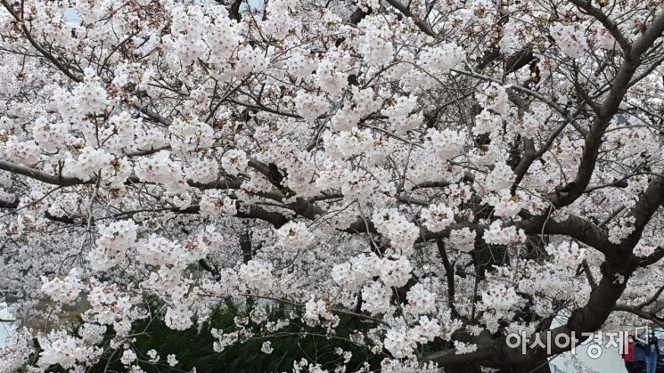 포근한 날씨를 보인 29일 오후 창원시 진해구 여좌천에 핀 벚꽃이 봄을 알리고 있다. 주철인 기자