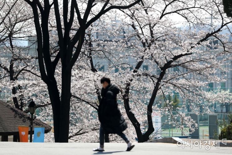 [포토]활짝 핀 벚꽃, 캠퍼스에 찾아온 봄 