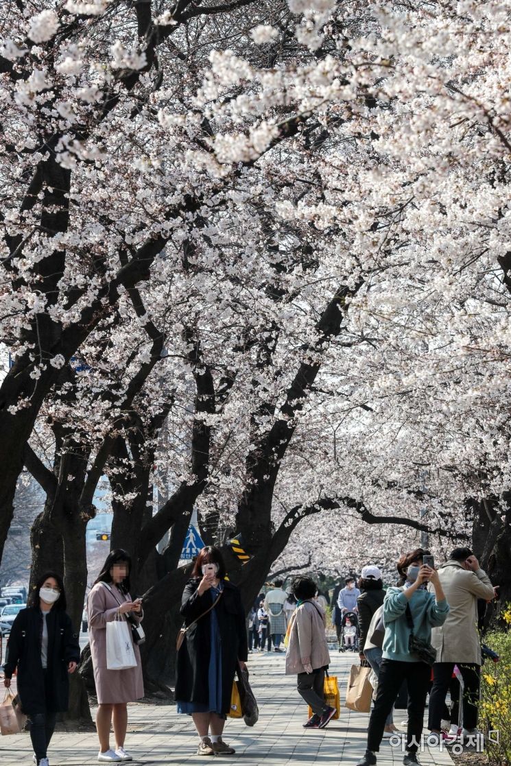 [포토]통제 앞서 벚꽃 구경하는 시민들