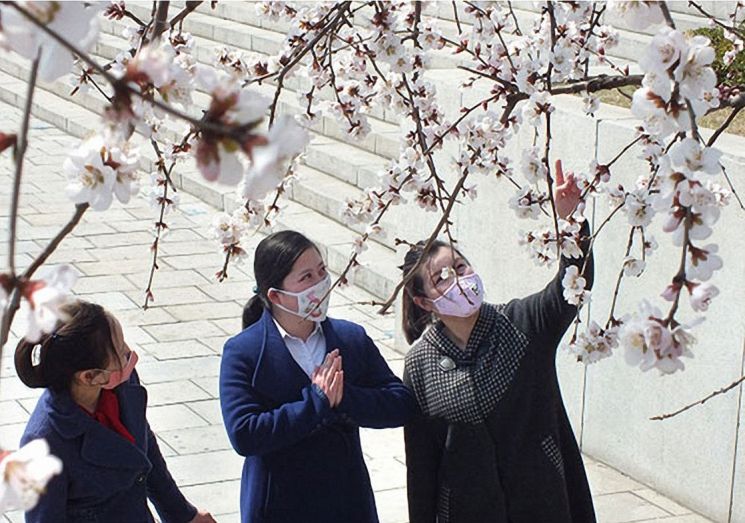 마스크를 쓴 북한 소녀들이 평양 도심에 만개한 봄꽃을 바라보는 모습을 노동당 기관지 노동신문이 지난달 26일 보도했다.