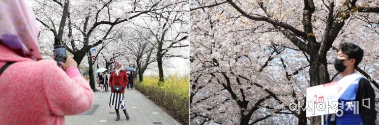 (왼쪽 사진)지난해 봄, 외국인 관광객들이 벚꽃을 배경으로 기념촬영을 하고 있다. (오른쪽 사진)여의도 벚꽃길 출입구 앞에서 한 관계자가 '꼭! 2m 거리유지'라고 적힌 손팻말을 들고 있다. /문호남 기자 munonam@