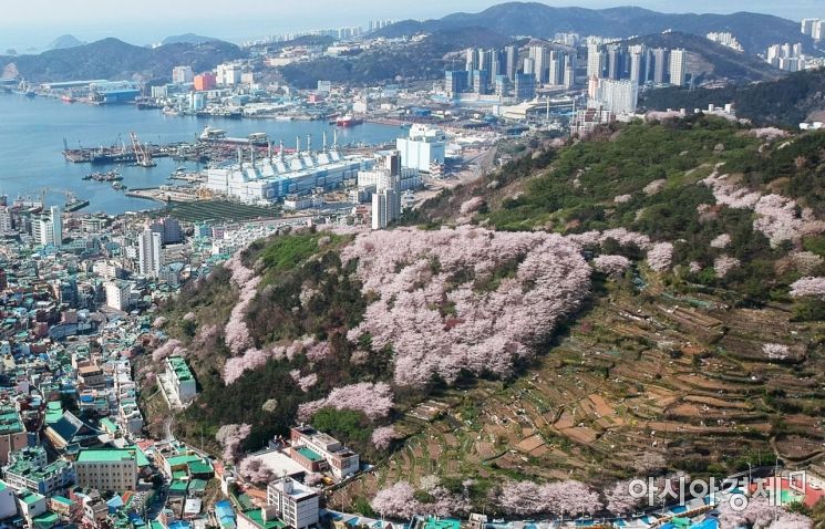 [포토] 벚꽃 만개한 감천문화마을