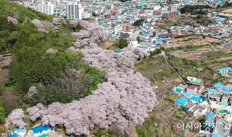 [포토] 그림의 떡이 된 감천문화마을 벚꽃