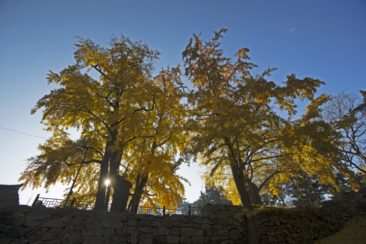 가을에 노랗게 단풍든 이파리로 무성한 맹사성의 은행나무.