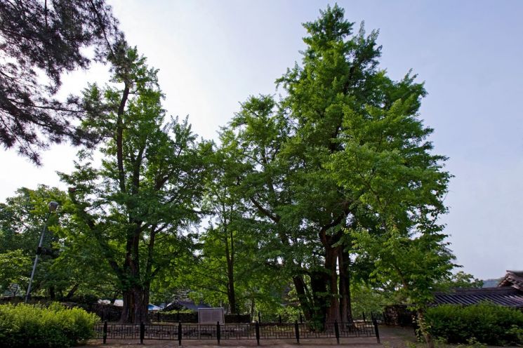 조선의 명재상 맹사성이 손수 심어 키운 600년 된 한 쌍의 은행나무.