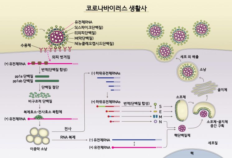 사스코로나바이러스-2의 생활사