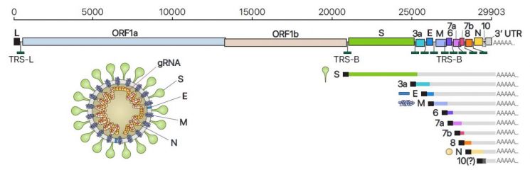 사스코로나바이러스-2의 유전체RNA 및 하위유전체RNA 구성, 바이러스 입자 구조의 모식도