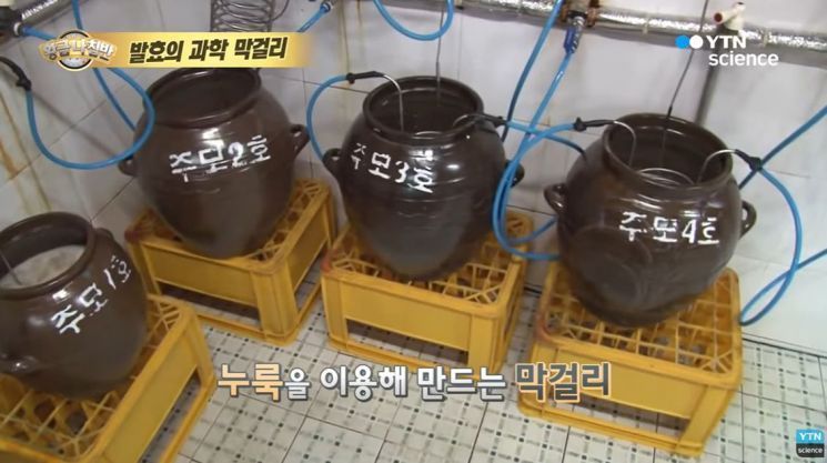 [드링킷] 유독 당신이 막걸리에 취약한 이유