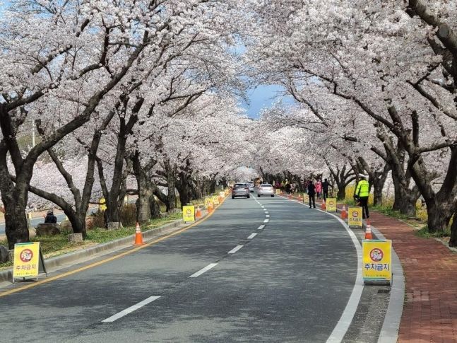지난달 29일 경북 경주에서 경주경찰서가 신종 코로나바이러스 감염증(코로나19) 확산을 막기 위해 차에 탄 상태에서 벚꽃을 구경할 수 있도록 교통지도를 하고 있다/사진=연합뉴스