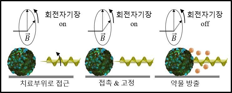 바늘형 마이크로로봇이 외부의 회전자기장 제어를 통해 치료부위로 접근해 고정되는 모습을 담은 모식도. 치료 부위로 접근할 때까지는 외부 자기장의 힘이 필요하지만, 고정된 이후 약물을 방출하는 과정부터는 별도의 자기장 제어 없이 약물전달 치료가 가능하다.