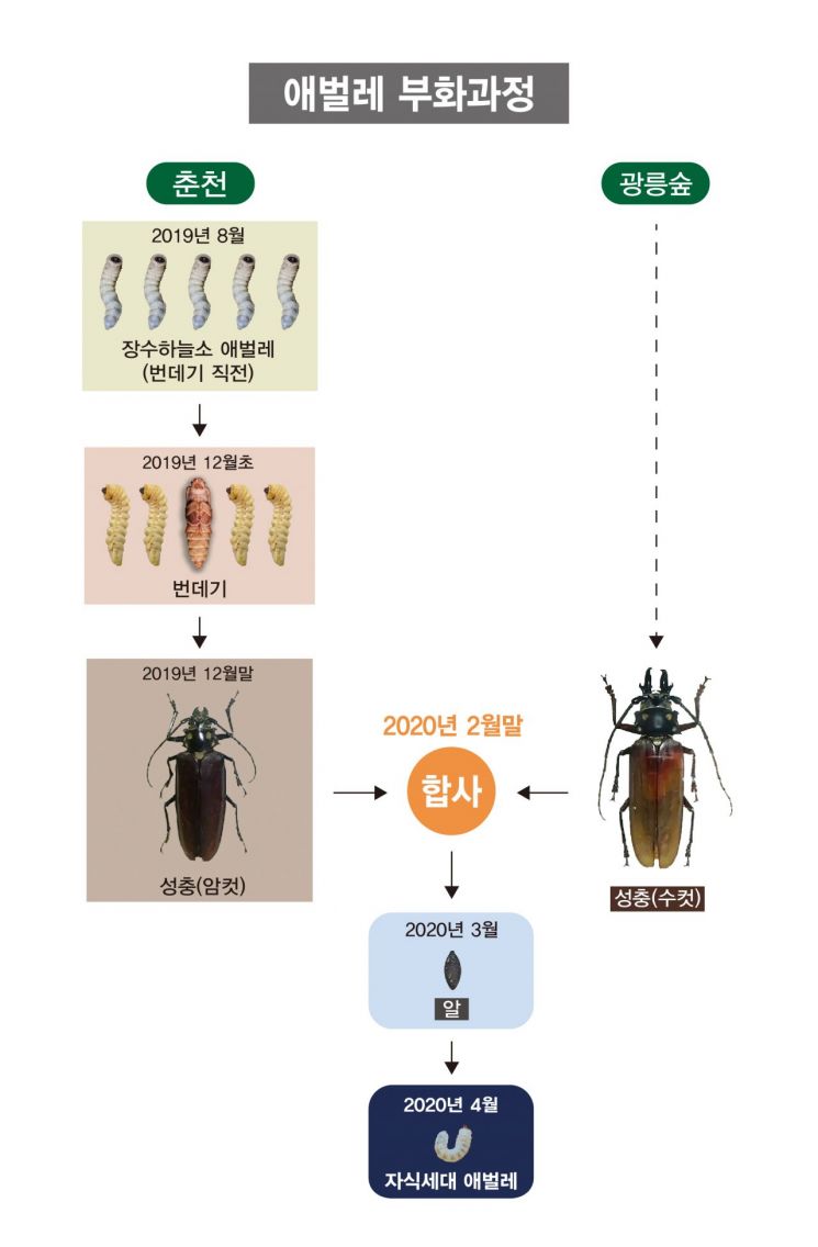 춘천·광릉 장수하늘소 짝짓기 번식 성공