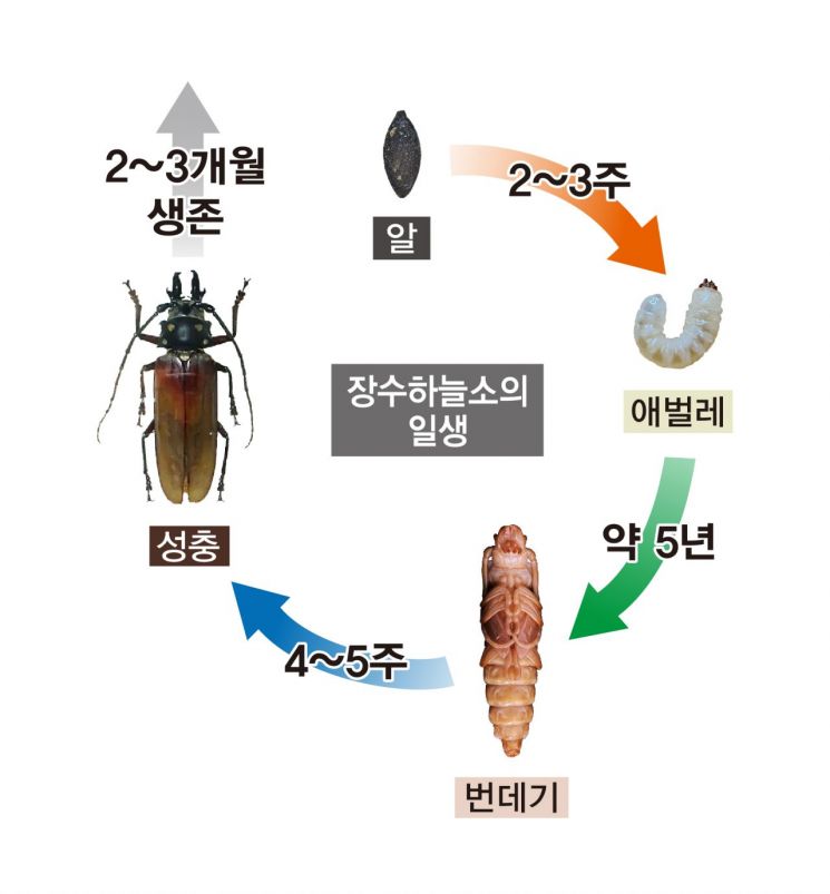 춘천·광릉 장수하늘소 짝짓기 번식 성공