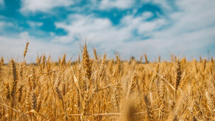 전쟁이 쏘아올린 밀 가격…농산물 투자 A to Z