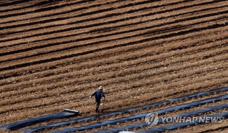 지난 2016년 4월4일 강원 춘천시 외곽 한 농촌마을에서 농부가 홀로 비닐을 씌우는 작업을 하고 있다. / 사진=연합뉴스