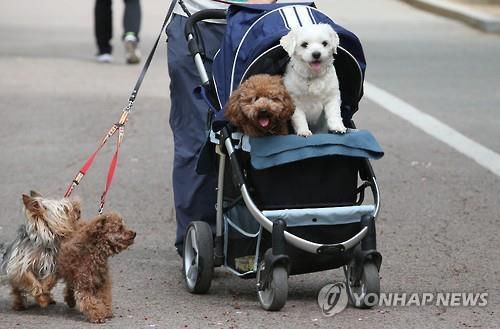 반려동물을 기르는 국내 반려인이 1500만 명에 육박한 가운데 반려인들 사이에서 '반려동물을 키우는 것을 회사 측에서 육아 차원으로 고려해줬으면 좋겠다'라는 주장이 제기되고 있다/사진=연합뉴스