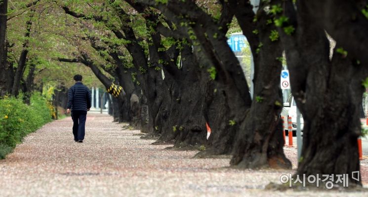 [포토] '벚꽃길'