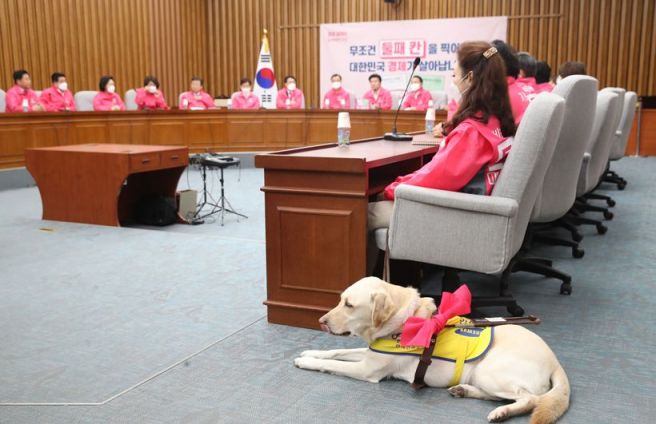 지난 13일 오전 서울 여의도 국회에서 열린 미래한국당 선거대책위원회 회의에 참석한 김예지 비례대표 후보의 안내견 '조이'.사진=연합뉴스