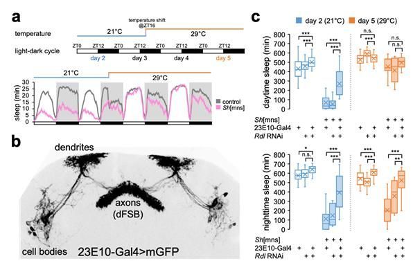 기온 변화에 따른 수면행동이 '수면촉진 신경세포(dFSB)'의 가바 수용체(Rdl)를 통해 조절되는 현상 규명한 그림.