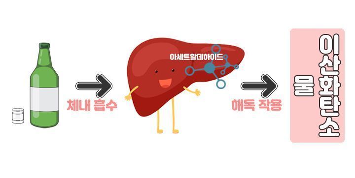 [드링킷] 술을 자주 마시면 주량이 늘까?