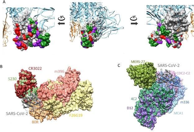 한국화학연구원 CEVI(신종 바이러스) 융합연구단이 밝힌 코로나19 스파이크 단백질(A), 사스 중화항체(B), 메르스 중화항체(C)의 구조<이미지:연합뉴스>