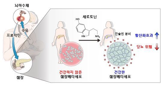 모유 수유의 당뇨병 예방 기전 개념도