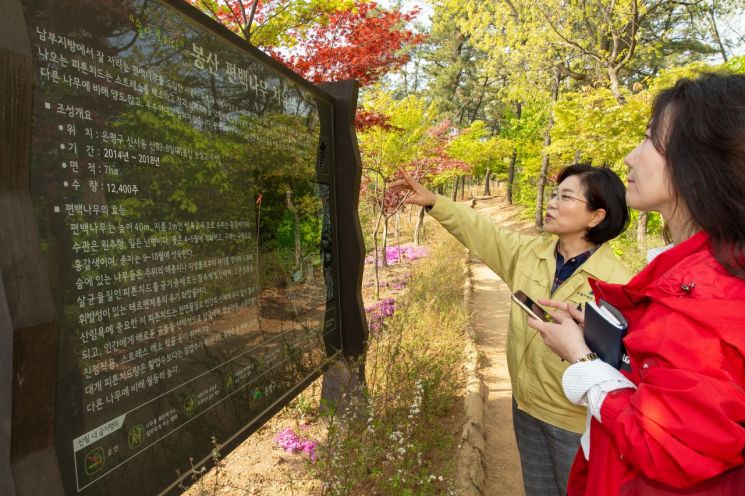 은평구 봉산 편백나무숲 '도심속 숨은 힐링공간' 역할 톡톡