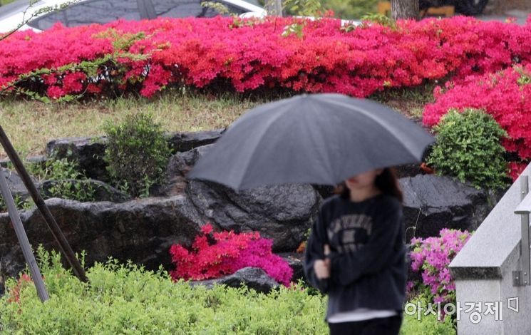 봄비가 내린 지난해 5월25일 서울 신촌 연세대 교정에서 학생들이 우산을 쓴 채 발걸음을 재촉하고 있다./김현민 기자 kimhyun81@