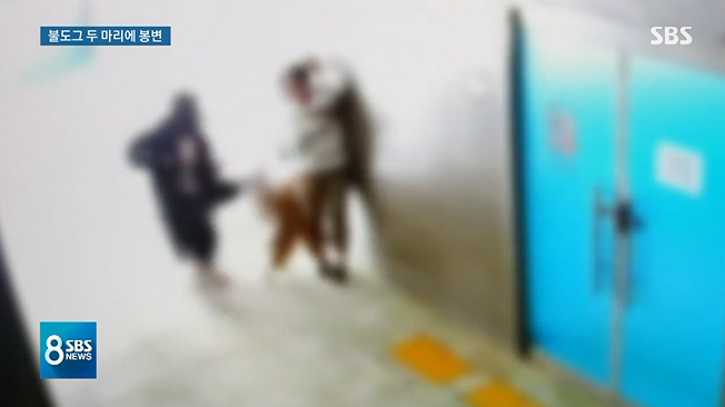 부산 한 아파트 단지에서 산책 나온 불도그 2마리가 사람을 무는 사건이 발생했다./사진=SBS '8뉴스' 방송 캡처