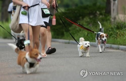 지난 12일부터 동물학대 행위에 대한 처벌, 반려동물 등의 안전관리 및 복지 강화를 주요 내용으로 하는 '동물보호법'과 시행령·시행규칙 개정 사항이 시행됐다./사진=연합뉴스