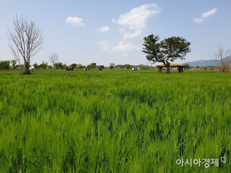 경남 함안군, 강나루생태공원 오토캠핑장 운영 재개 - 아시아경제