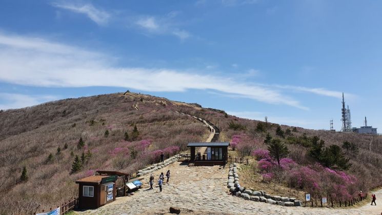 지리산 노고단 분홍빛 털진달래 개화…13일부터 절정