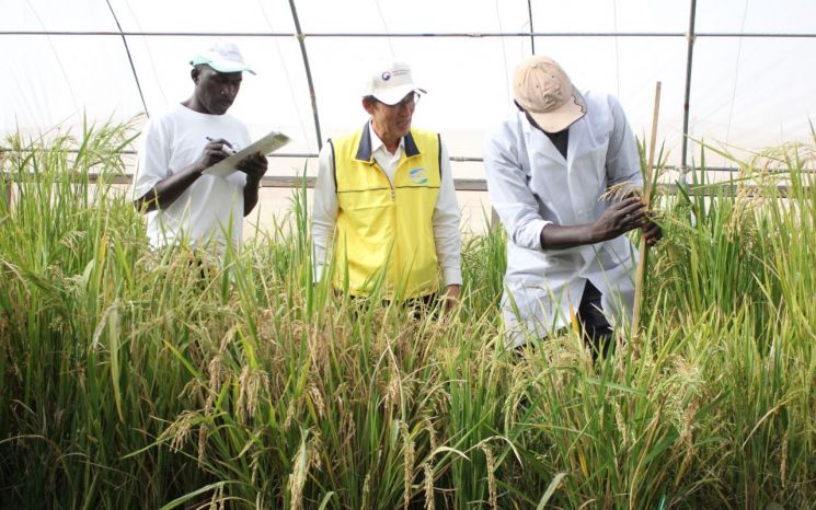 아프리카벼연구소에서 연구원들이 우수벼 계통 특성 검정하는 모습