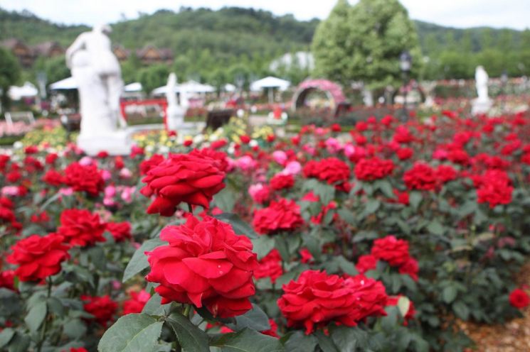에버랜드, '봄의 여왕' 장미 300만 송이 활짝