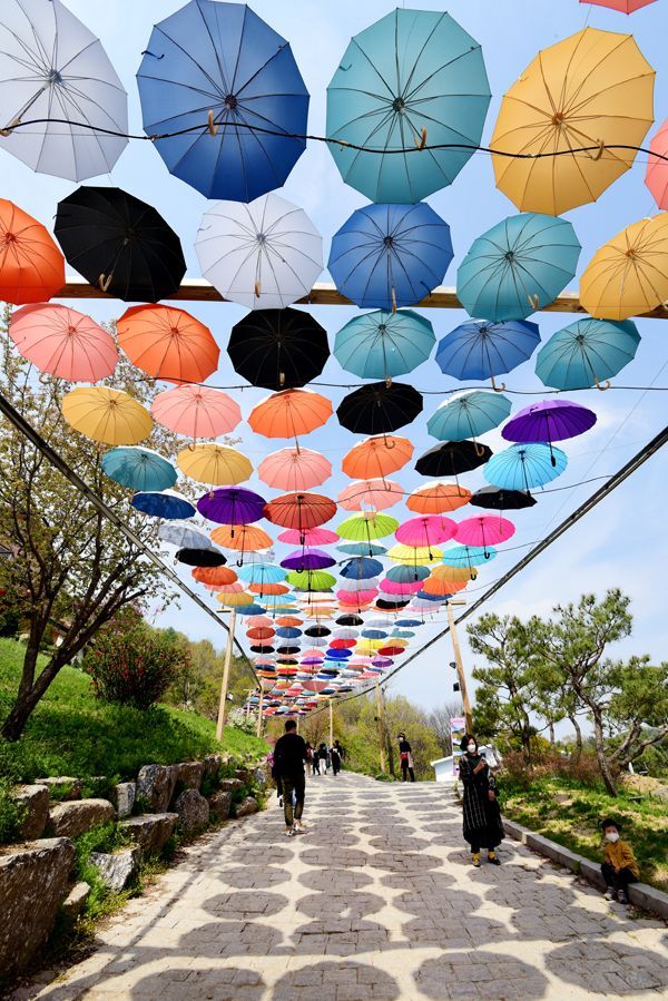 허브아일랜드 스카이허브팜 가는길