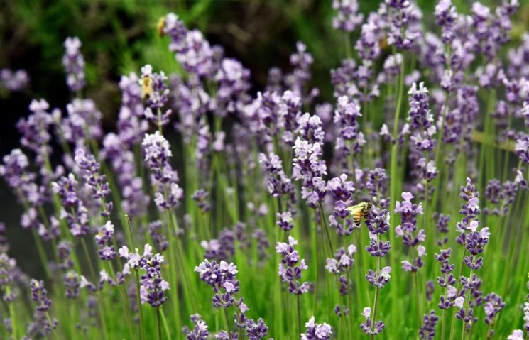 여름을 앞두고 라벤더축제가 시작된다