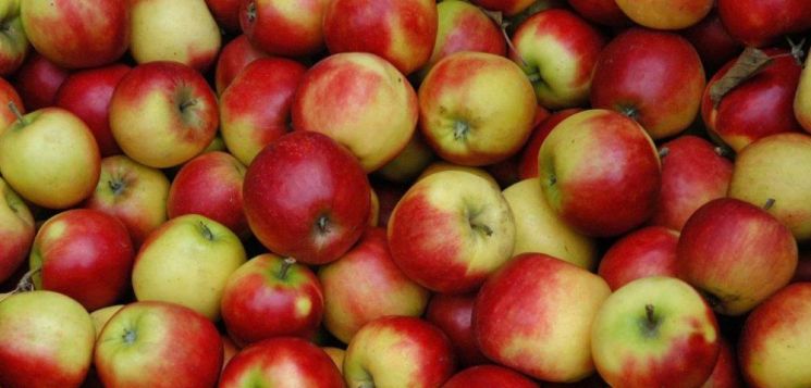 [드링킷] 상큼함이 폭발, 시드르 술 베스트 4종