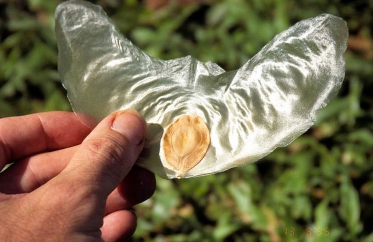 [무기로 본 세계] 스텔스폭격기는 왜 모두 가오리 모양일까?