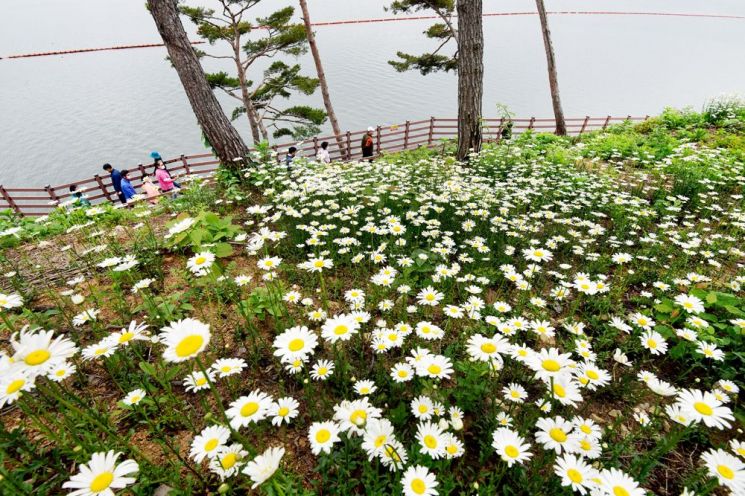 예당호 느린호수길은 저수지 가장자리를 따라 물위를 걷는 수상 산책로다. 걷는 사람들의 발걸음도 한없이 여유롭고 더딘 풍경 속에서 행복을 느낄 수 있다.  아래 사진들은 예당호에서 만날 수 있는 다양한 풍경들