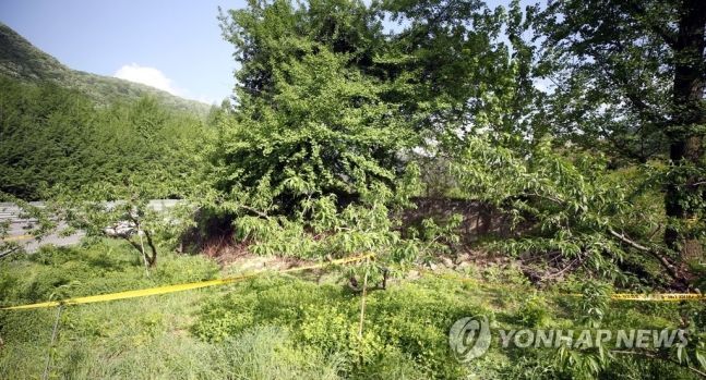 지난 12일 오후 3시께 전북 완주군 상관면의 한 과수원에서 여성의 시신이 발견돼 경찰이 신원 확인하고 있다. [이미지출처=연합뉴스]
