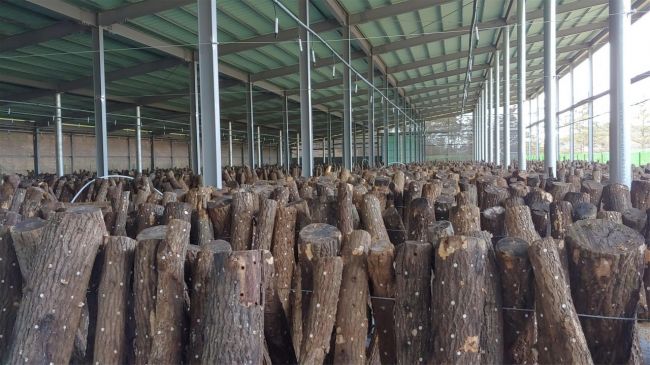 화순군 ‘산림소득 분야 지원 사업’ 추진