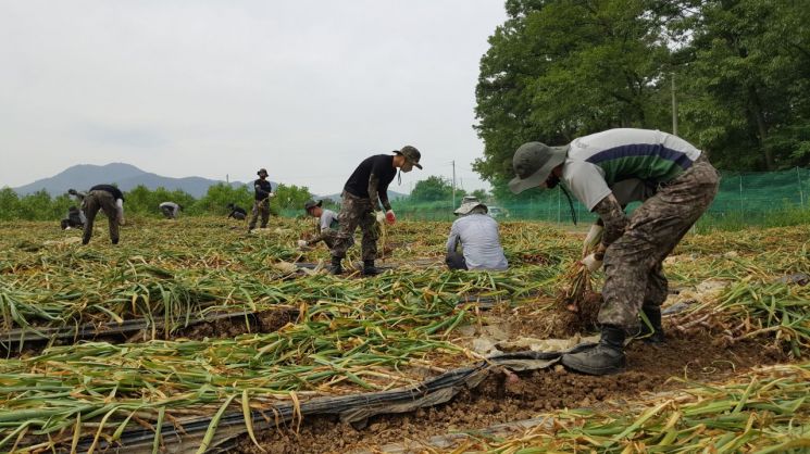 대구 마늘·양파 생산지 일손돕기 나선 육군50사단 장병들