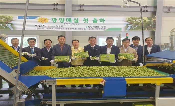 대한민국 최고 명품 광양매실! 본격 출하